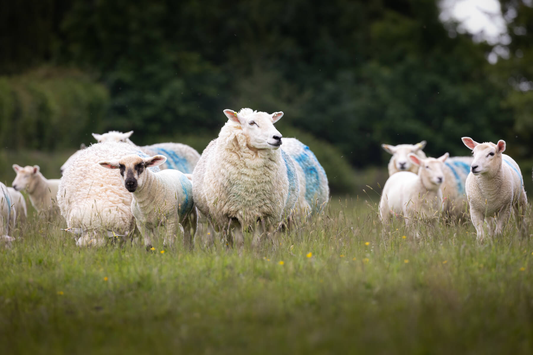 A few lambs enjoying grass at farm fields at Manor Mill Farm - Westy & Worzel Branscombe, East Devon