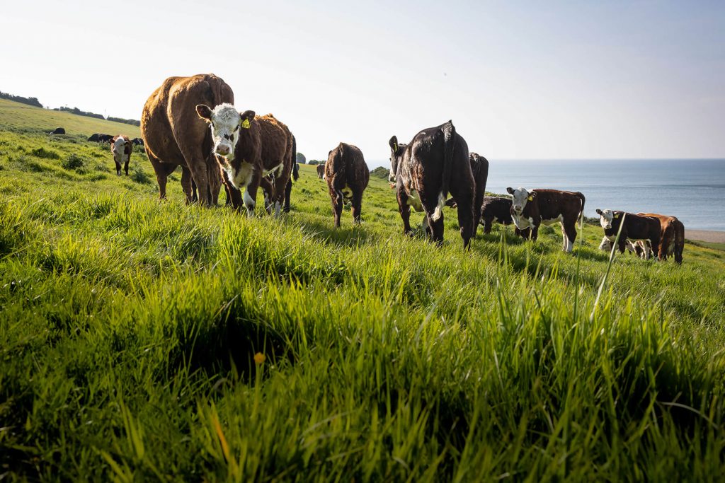 Cattle in field in morning sun raised for grass fed organic beef - Westy & Worzel Branscombe, East Devon