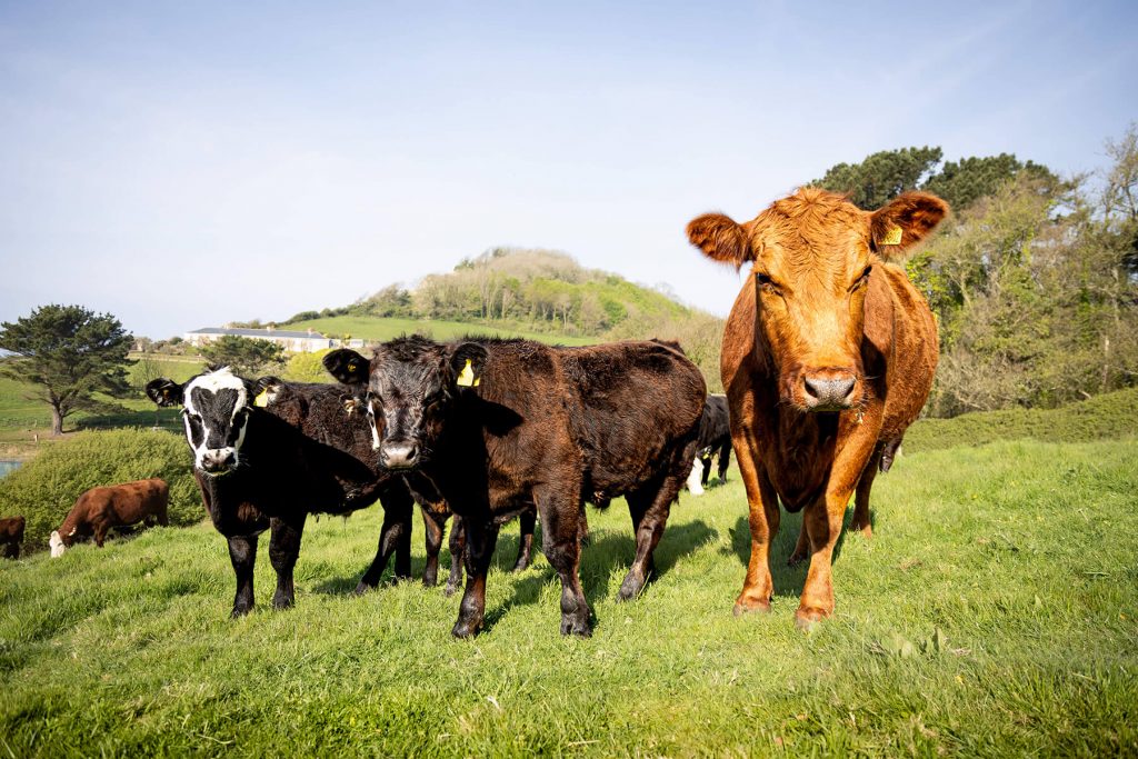 Cows at Branscombe coast raised for grass fed organic beef - Westy & Worzel Branscombe, East Devon.jpg