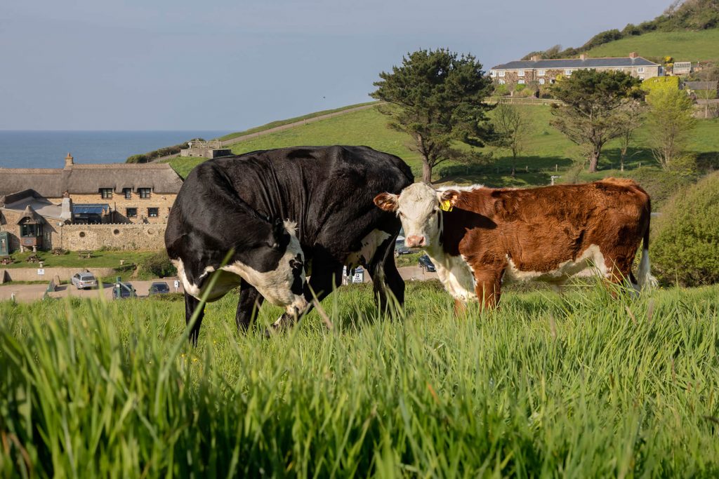 Grass fed cattle on the hill at Branscombe coast for organic beef - Westy & Worzel Branscombe, East Devon