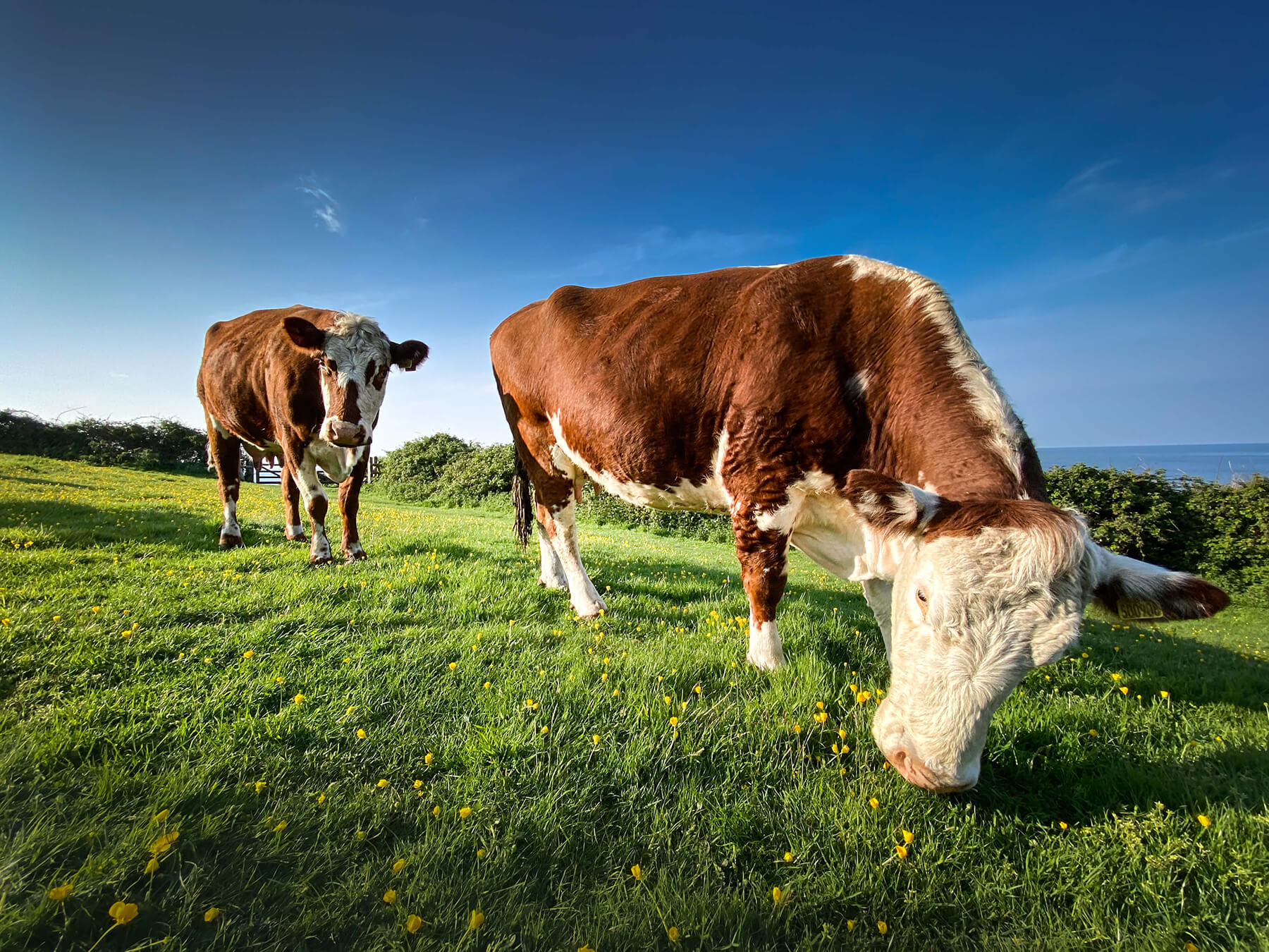 Grass fed cows on the hill at Branscombe coast for organic beef - Westy & Worzel Branscombe, East Devon