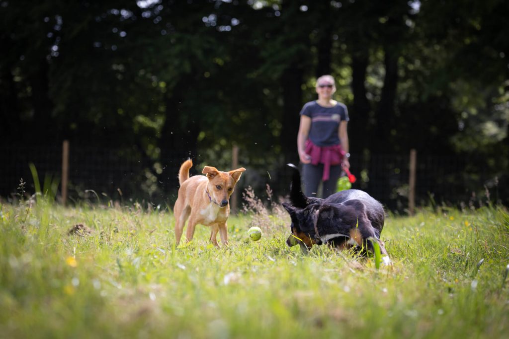 Owner and dogs playing with tennis ball at secure dog exercise field - Westy & Worzel Salcombe Road, Sidmouth, East Devon
