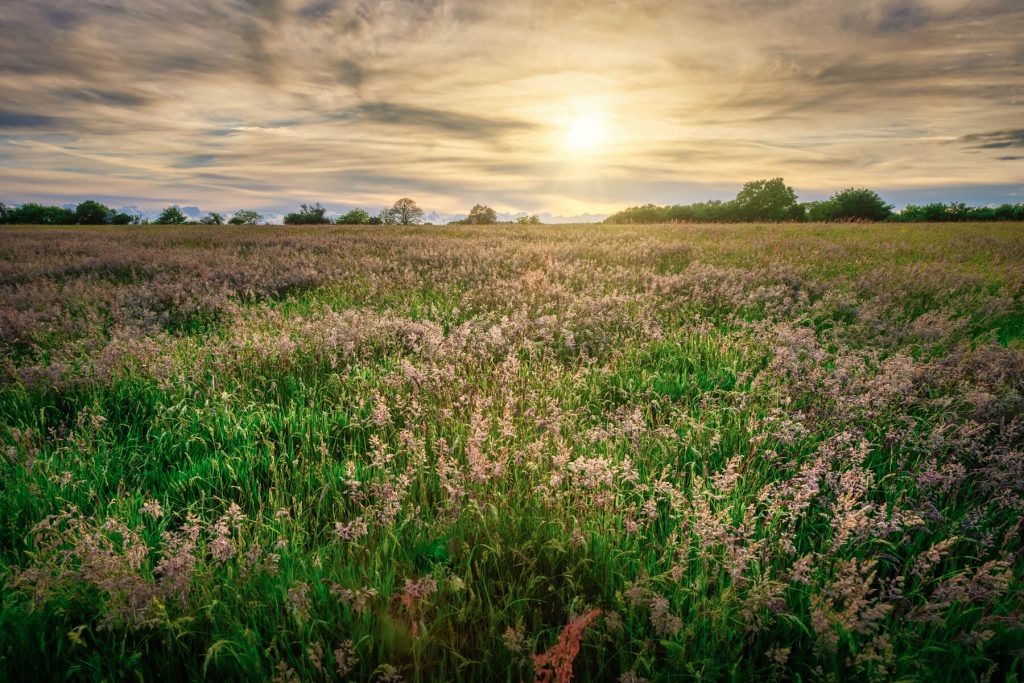Sun setting on grass fields at Salcombe Hill Road, Sidmouth - Westy & Worzel Salcombe Regis, East Devon