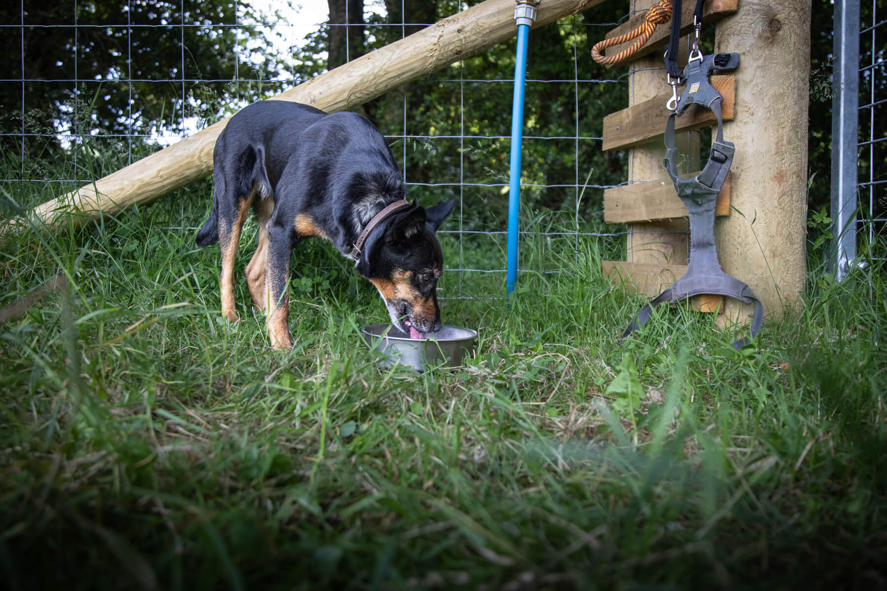 Water facilities for dogs at secure dog exercise field - Westy & Worzel Salcombe Road, Sidmouth, East Devon
